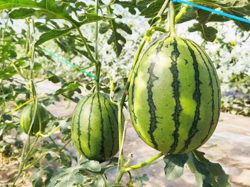 吃瓜视频很甜,揭秘“吃瓜视频很甜”背后的秘密