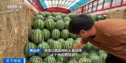 吃瓜阿尼亚,网络红人的崛起与影响力