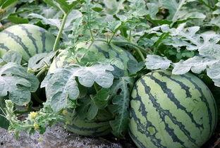 文章《吃瓜》,吃瓜群众的智慧与反思