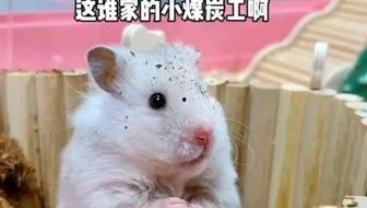 娱乐吃瓜酱鼠,揭秘娱乐圈那些不为人知的幕后故事