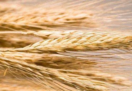 大麦总结吃瓜,揭秘“吃瓜”文化的盛行与影响