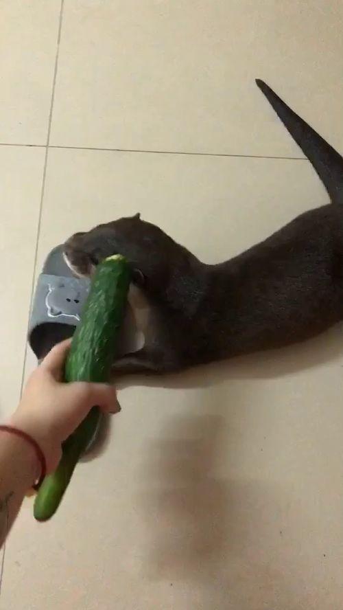 为什么吃瓜都是坐着吃,揭秘瓜果文化中的独特饮食习惯