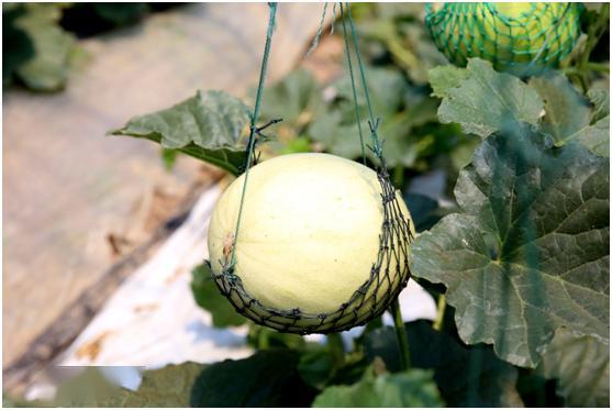 小景吃瓜了,揭秘娱乐圈幕后故事