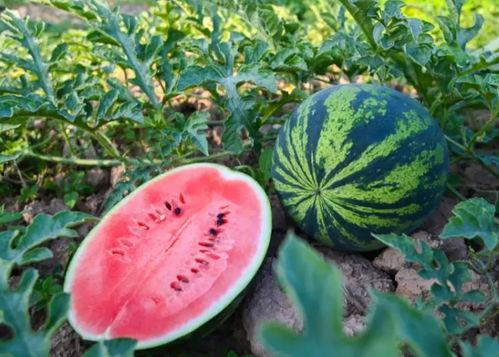 英华吃瓜,揭秘娱乐圈背后的那些事儿