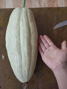 鱼吃小瓜叶子吗,探究鱼类饮食习惯